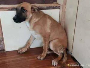 Cachorro raça SRD idade 7 a 11 meses nome BOB