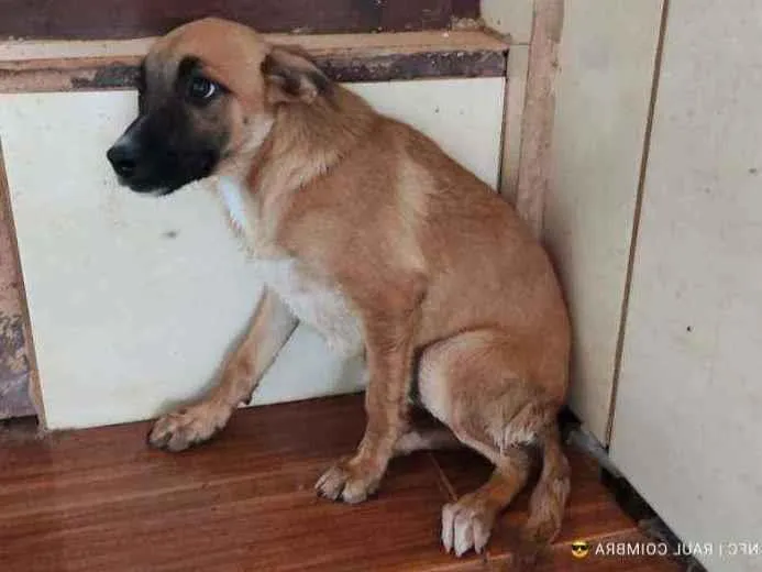 Cachorro ra a SRD idade 7 a 11 meses nome BOB
