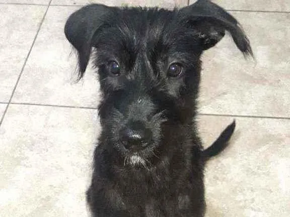 Cachorro ra a Vira-lata idade 2 a 6 meses nome Spike