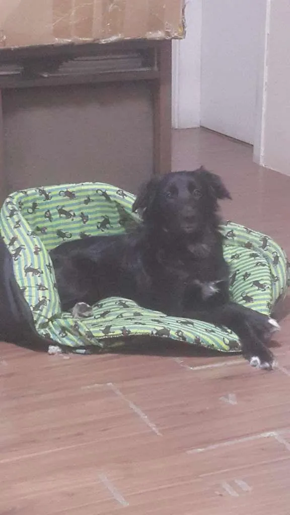 Cachorro raça Labrador mestiço idade 1 ano nome Dori