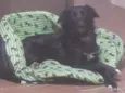 Dori