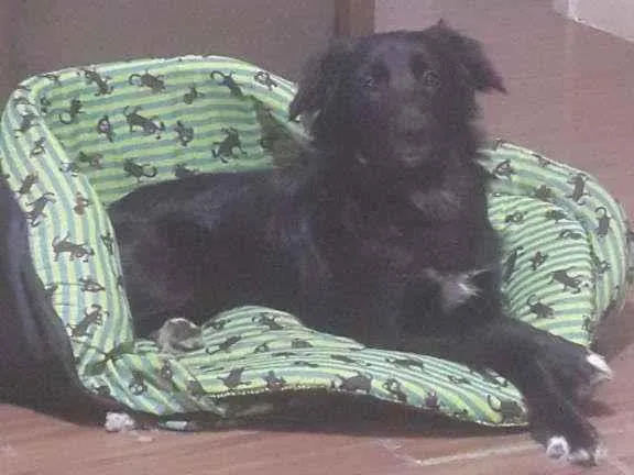 Cachorro raça Labrador mestiço idade 1 ano nome Dori