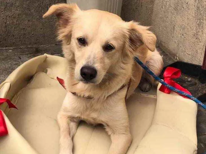 Cachorro raça Srd idade 2 anos nome Bebel