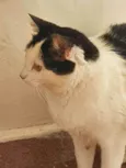 Lilly