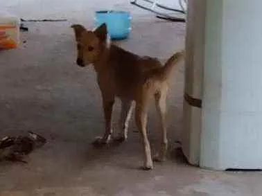 Cachorro ra a Srd idade 7 a 11 meses nome Fofinha