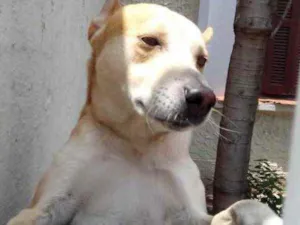 Cachorro raça Srd idade 1 ano nome Trovão bonzinho 