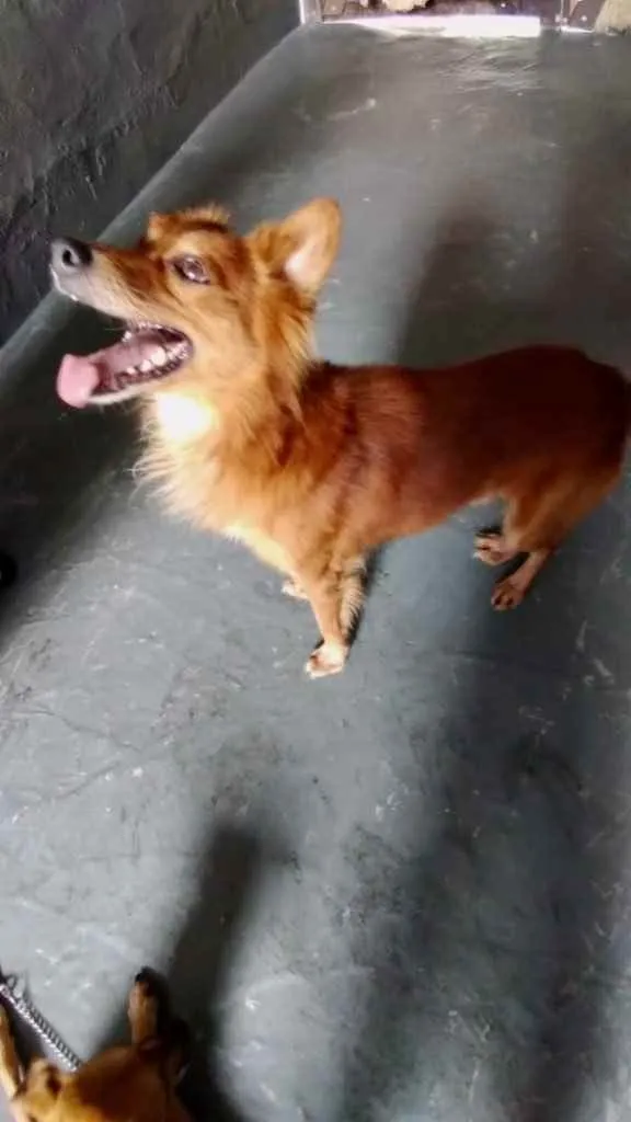 Cachorro raça Srd idade 1 ano nome Gold lindo demais 