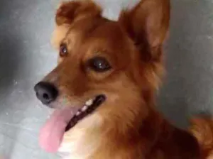 Cachorro raça Srd idade 1 ano nome Gold lindo demais 