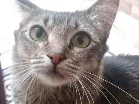 Gato raça Srd idade 1 ano nome Miumiu linda gatinha