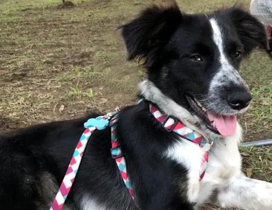 Cachorro ra a SRD-ViraLata idade 1 ano nome Baco