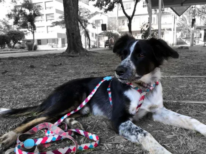 Cachorro ra a SRD-ViraLata idade 1 ano nome Baco