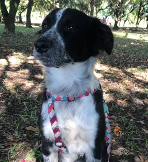 Cachorro ra a SRD-ViraLata idade 1 ano nome Baco