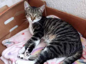 Gato raça Srd idade 2 a 6 meses nome Tigrinho um lindo !