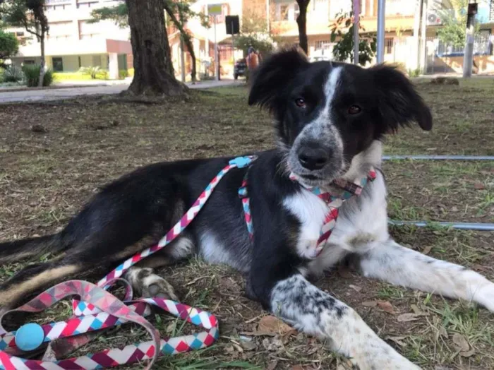 Cachorro ra a SRD-ViraLata idade 1 ano nome Baco