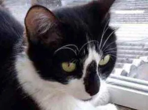 Gato raça Srd idade 1 ano nome Lua linda gatinha 