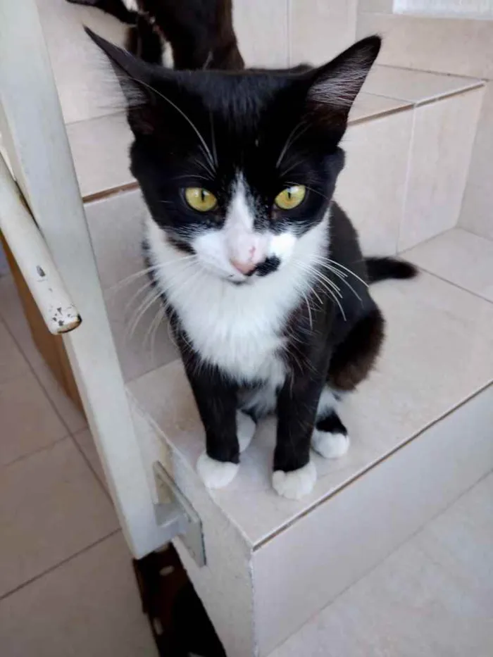 Gato raça Srd idade 1 ano nome Sushi lindo demais 