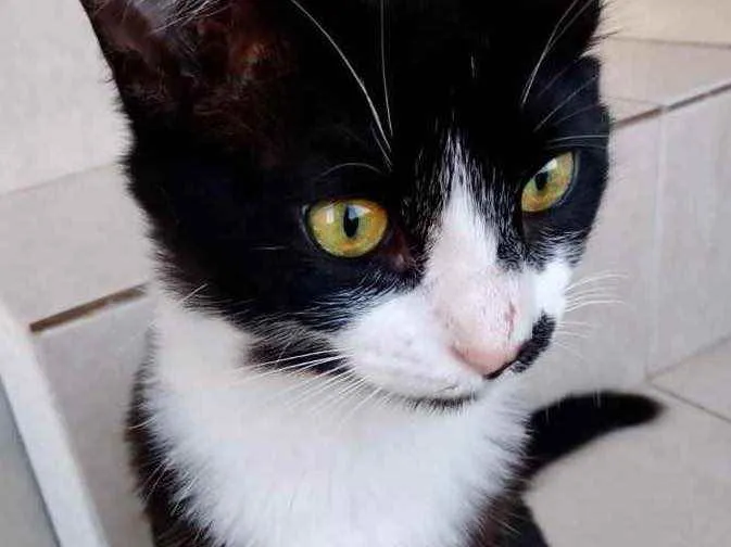 Gato raça Srd idade 1 ano nome Sushi lindo demais 