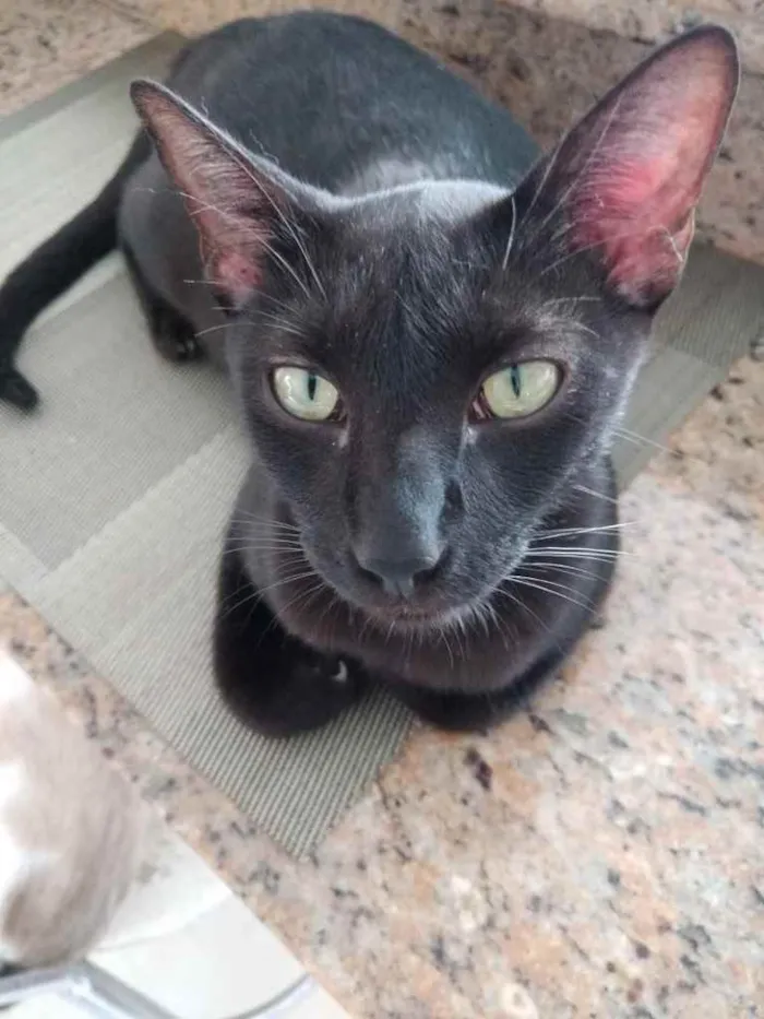 Gato raça Srd idade 7 a 11 meses nome Amanda linda gatinha