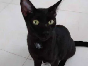 Gato raça Srd idade 7 a 11 meses nome Amanda linda gatinha