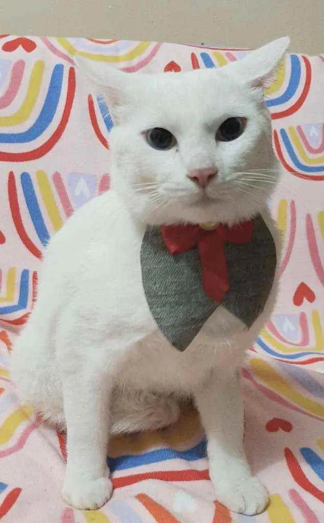 Gato raça  idade 1 ano nome Sansão