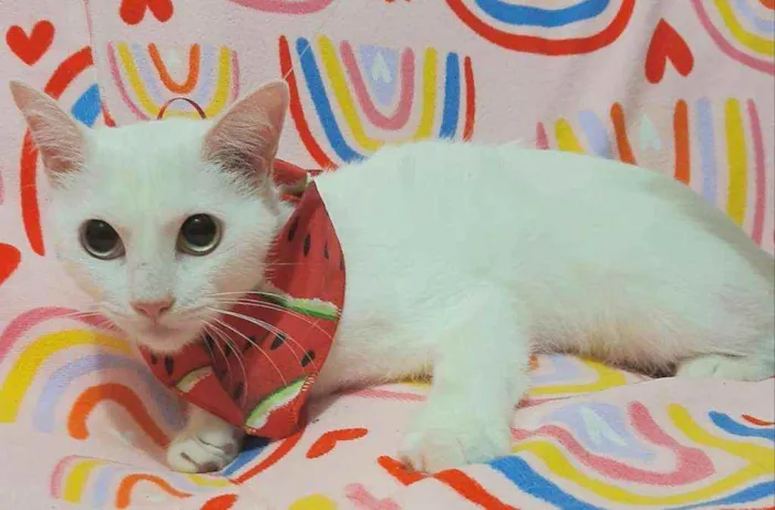 Gato raça  idade 1 ano nome Moly 