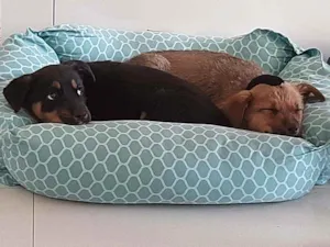 Cachorro raça  idade 2 a 6 meses nome Ayla 