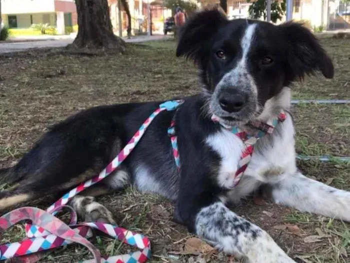 Cachorro ra a SRD-ViraLata idade 1 ano nome Baco