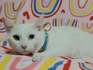 Gato raça  idade 1 ano nome Jonny 