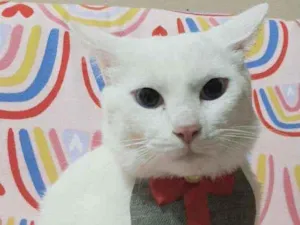Gato raça  idade 1 ano nome Sansão