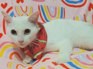 Gato raça  idade 1 ano nome Moly 