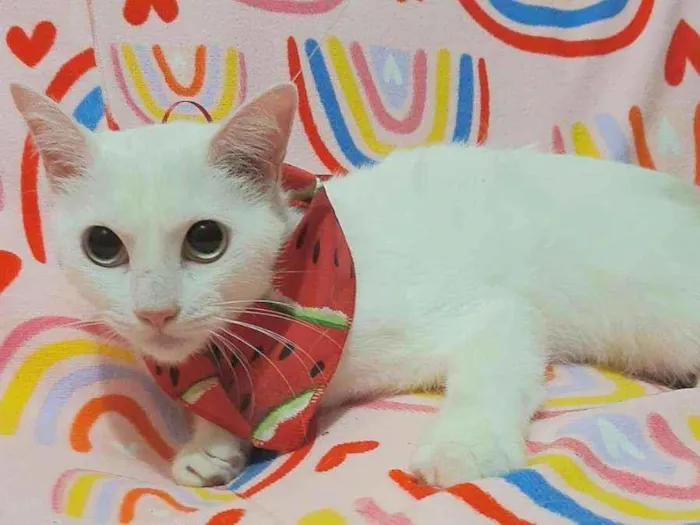 Gato raça  idade 1 ano nome Moly 