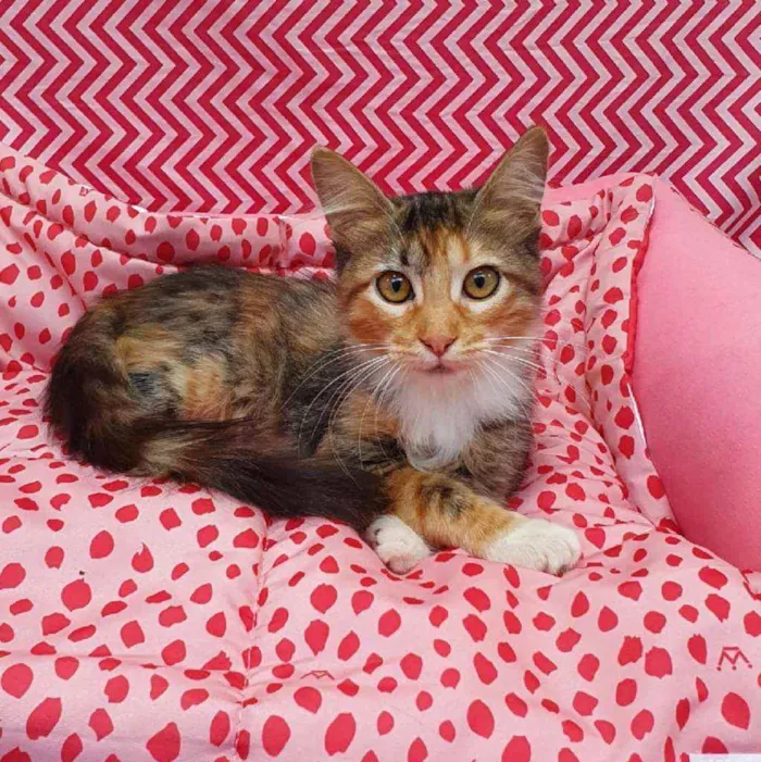 Gato ra a Srd idade 2 a 6 meses nome JOLIE