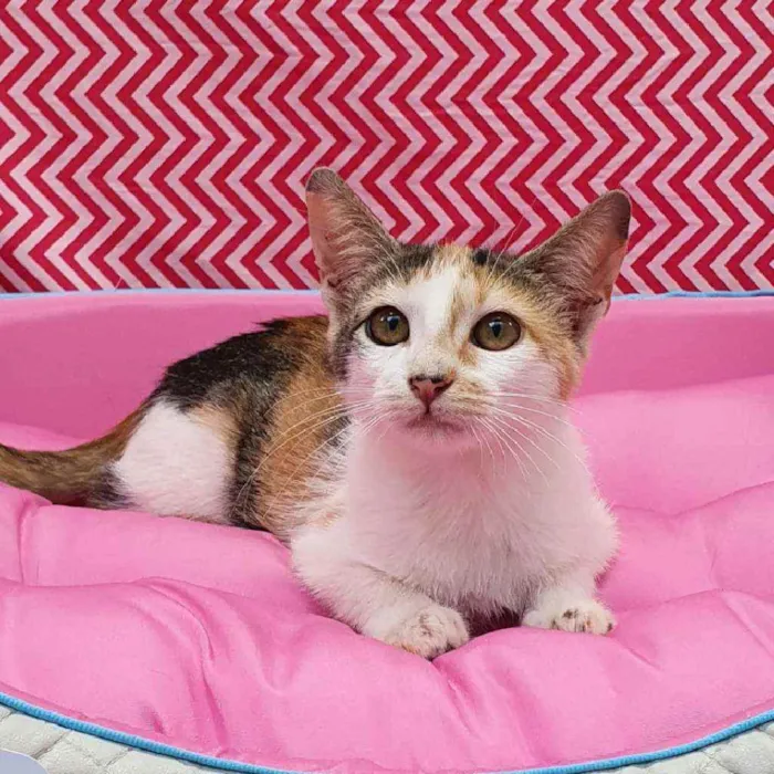 Gato ra a Srd idade 2 a 6 meses nome Angelina