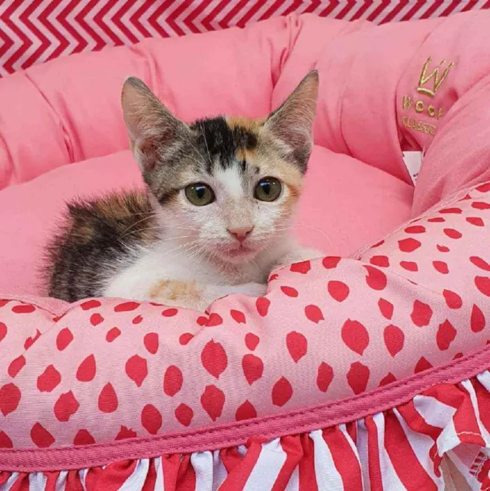Gato ra a Srd idade 2 a 6 meses nome Cristal 