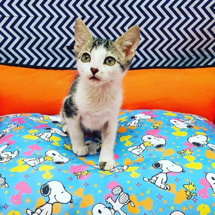 Gato ra a Srd idade 2 a 6 meses nome Alecrim