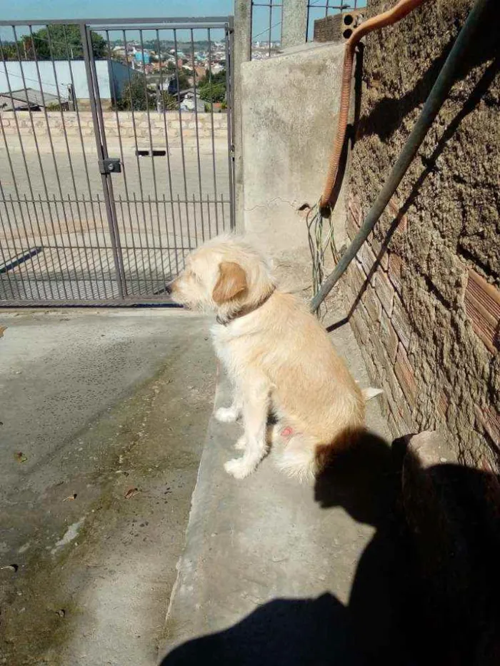 Cachorro ra a  poodle com rottweiler idade 2 anos nome Jack