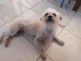 Branquinha