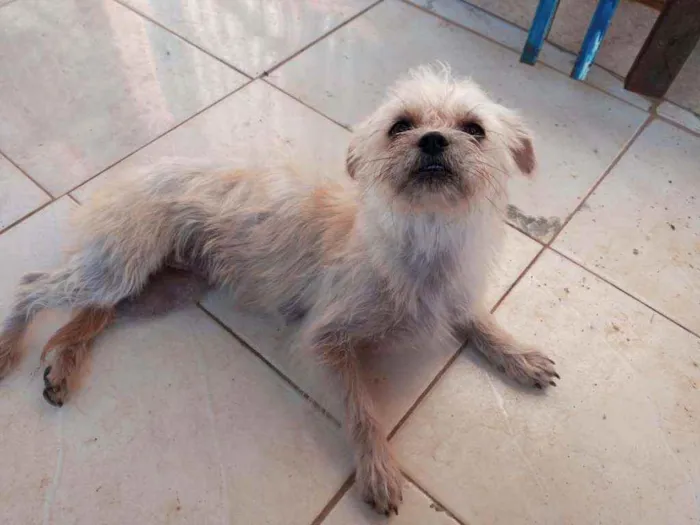 Cachorro raça Sem raça definida  idade 1 ano nome Branquinha