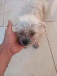 Branquinha
