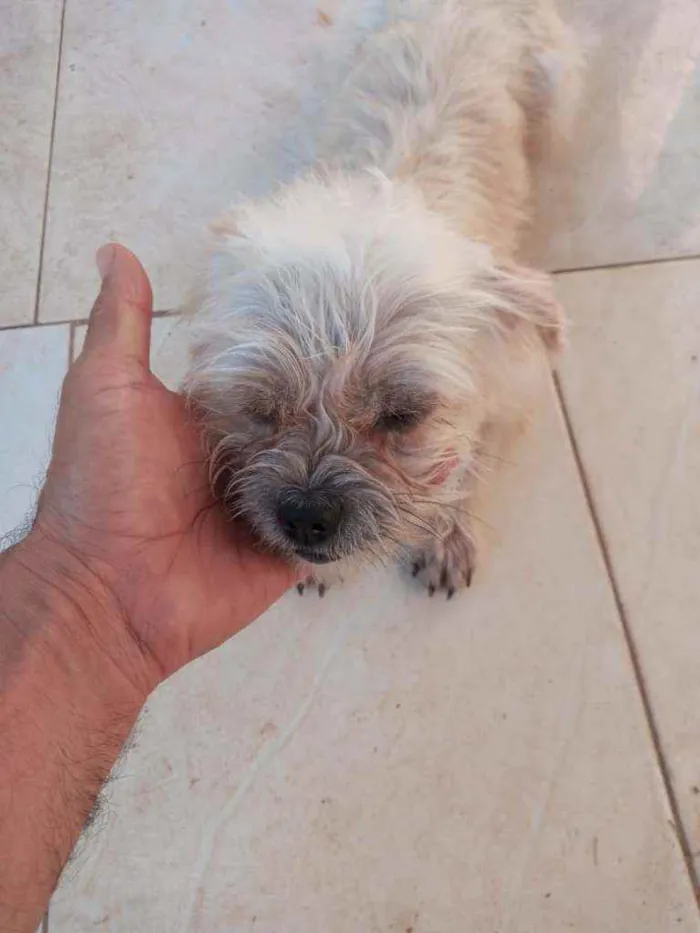 Cachorro raça Sem raça definida  idade 1 ano nome Branquinha