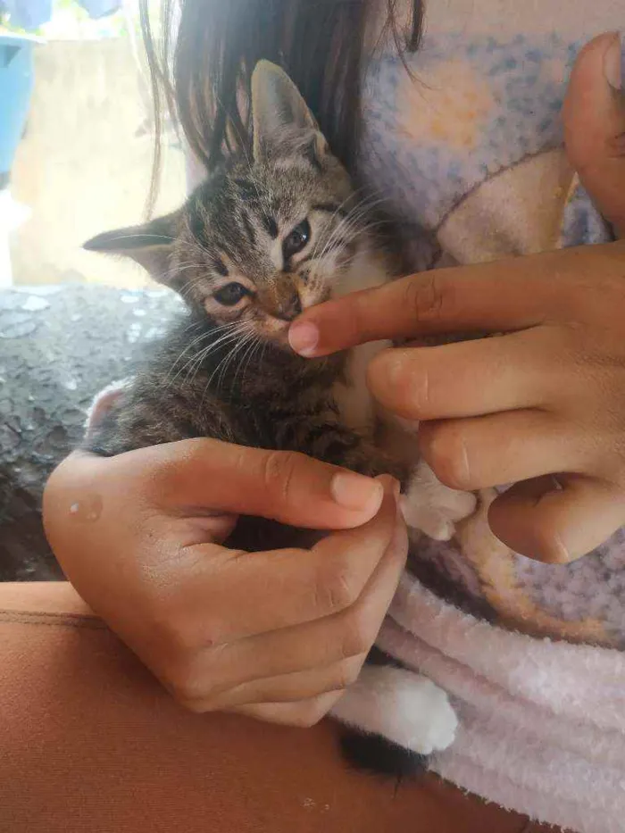 Gato ra a SDR idade 2 a 6 meses nome Não tem nome. 