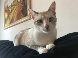 Gato raça SRD-ViraLata idade 2 anos nome Mulher Gato