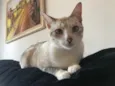 Gato raça SRD-ViraLata idade 2 anos nome Mulher Gato