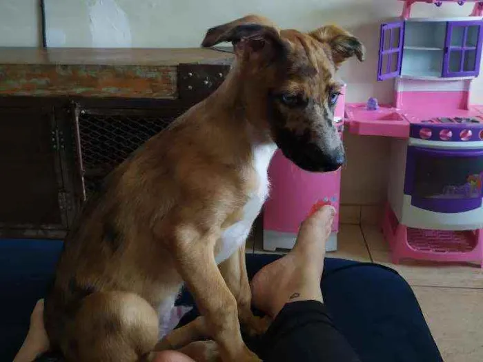 Cachorro ra a Srd idade 2 a 6 meses nome Tofu
