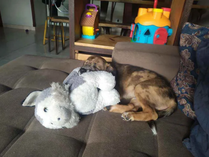 Cachorro ra a Srd idade 2 a 6 meses nome Tofu