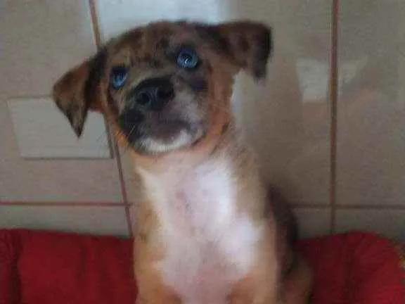 Cachorro ra a Srd idade 2 a 6 meses nome Tofu