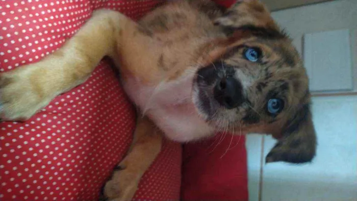 Cachorro ra a Srd idade 2 a 6 meses nome Tofu