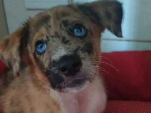 Cachorro raça Srd idade 2 a 6 meses nome Tofu