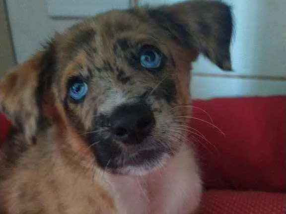 Cachorro ra a Srd idade 2 a 6 meses nome Tofu