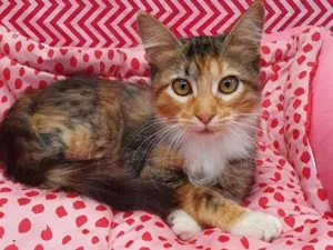 Gato raça Srd idade 2 a 6 meses nome JOLIE